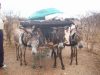 ridiculously-overburdened-donkeys