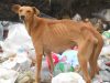 stray-mother-scavenging-in-rubbish-dump