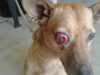 dog-caught-stealing-food-and-beaten