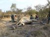 giraffe-being-treated-after-caught-in-snare