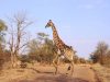 giraffe-after-treatment-snare-removed-and-leg-should-heal-well