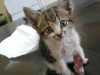 kitten-with-damaged-paw