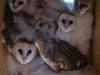 seven-young-barn-owls-rescued-from-a-container
