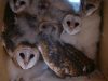 seven-young-barn-owls-rescued-from-a-container