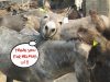 thank-you-from-the-donkeys